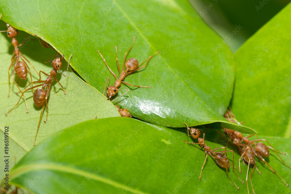 Ants action pulling green leaf.Ant bridge unity team,Concept team work together Ants action pulling green leaf.Ant bridge unity team,Concept team work together