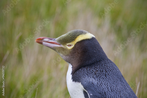 Gelbaugenpinguin auf der Ha...