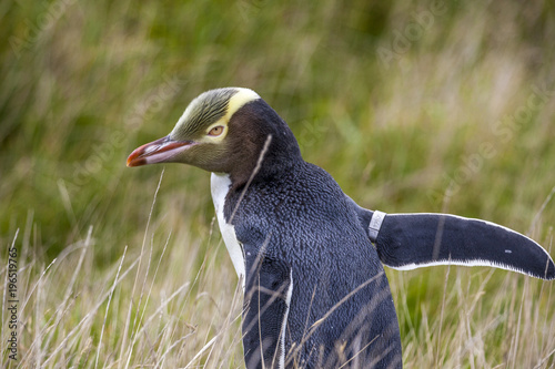 Gelbaugenpinguin auf der Ha...