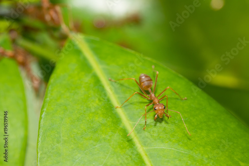 Ants action pulling green leaf.Ant bridge unity team,Concept team work together © frank29052515
