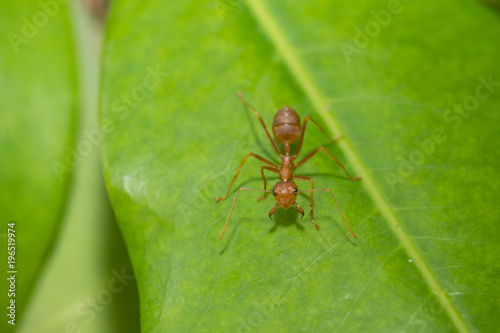 Ants action pulling green leaf.Ant bridge unity team,Concept team work together