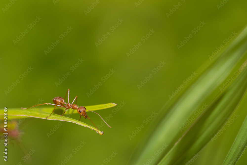 Ants action pulling green leaf.Ant bridge unity team,Concept team work together Ants action pulling green leaf.Ant bridge unity team,Concept team work together