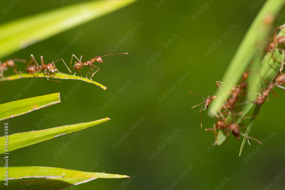 Ants action pulling green leaf.Ant bridge unity team,Concept team work together Ants action pulling green leaf.Ant bridge unity team,Concept team work together