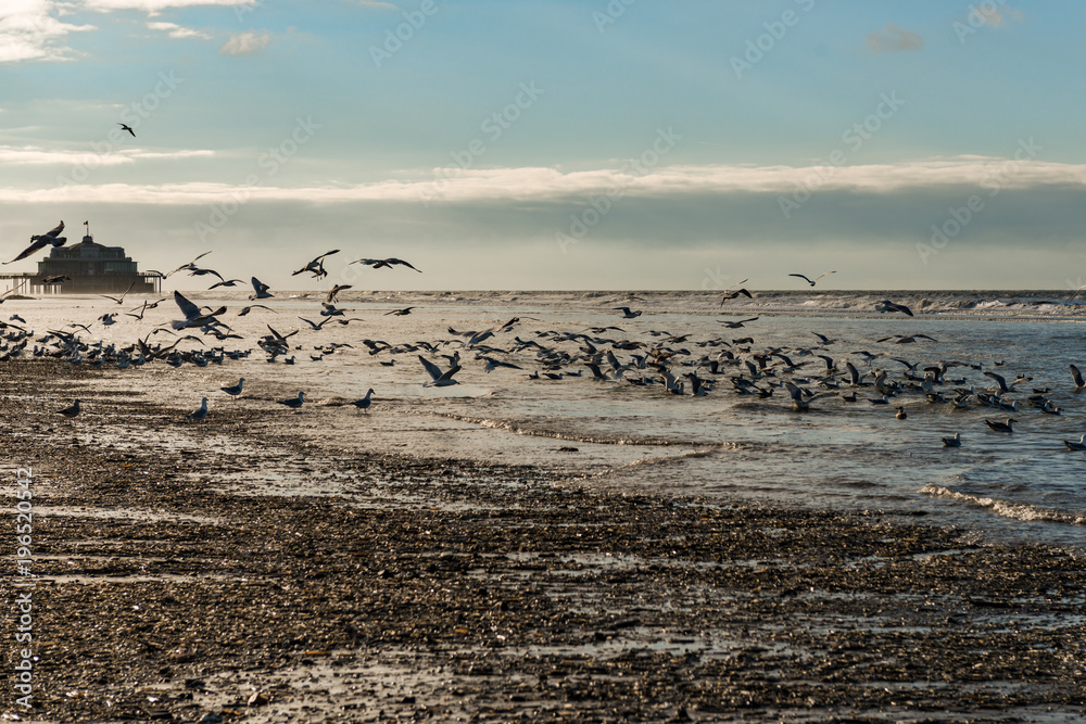 Fliegene Möwen am Strand von Blankenberege Belgien