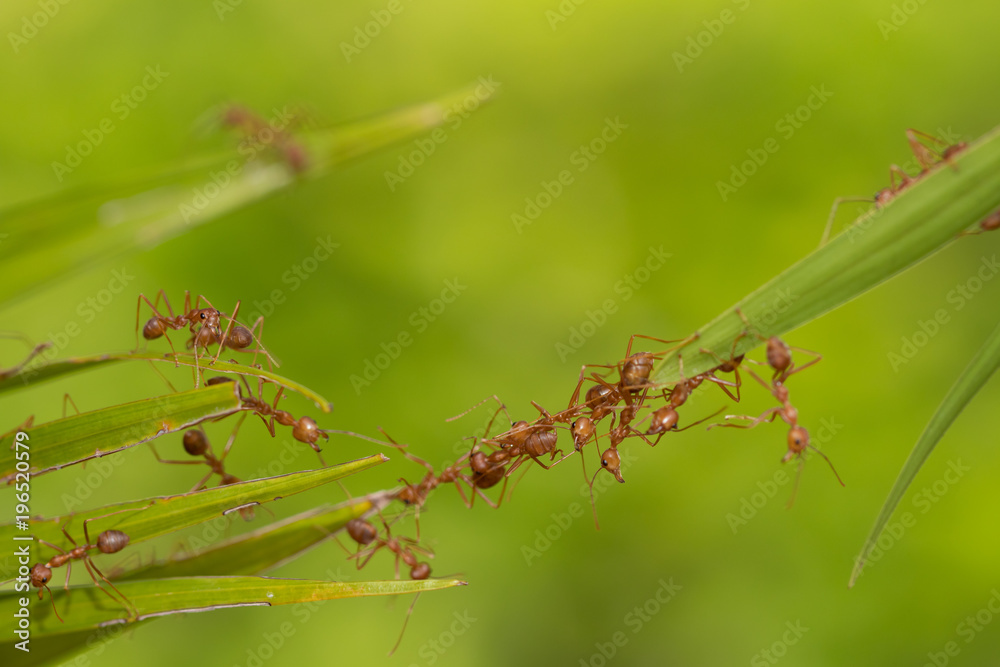 Ant action standing.Ant bridge unity team Ant action standing.Ant bridge unity team
