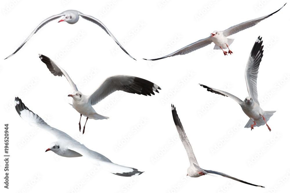 Naklejka premium Set of seagulls flying isolated on white background