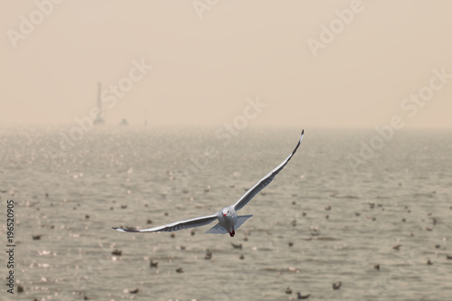 Seagulls flying over the sea