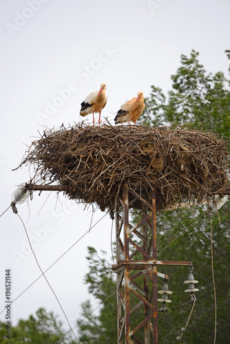 Couple of storks in their nest.