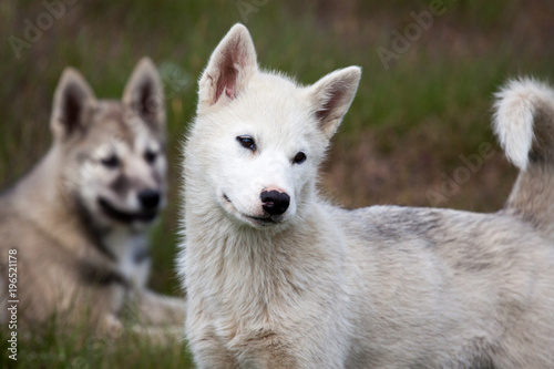 reinrassige Grönlandhunde oder Husky aus Grönland/ Sisimiut