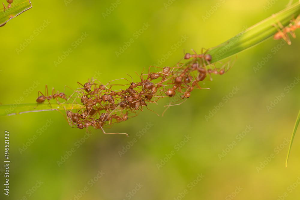 Ant action standing.Ant bridge unity team Ant action standing.Ant bridge unity team