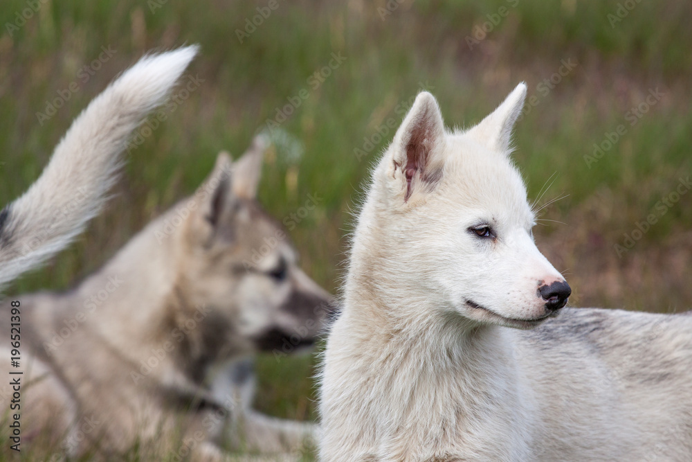 reinrassige Grönlandhunde oder Husky aus Grönland/ Sisimiut
