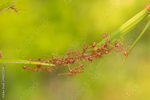 Ant action standing.Ant bridge unity team © frank29052515
