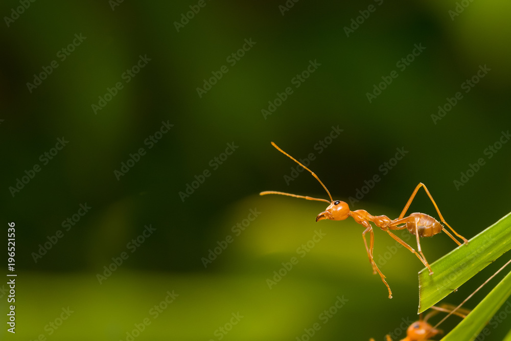 Ant action standing.Ant bridge unity team,Concept team work together Ant action standing.Ant bridge unity team,Concept team work together