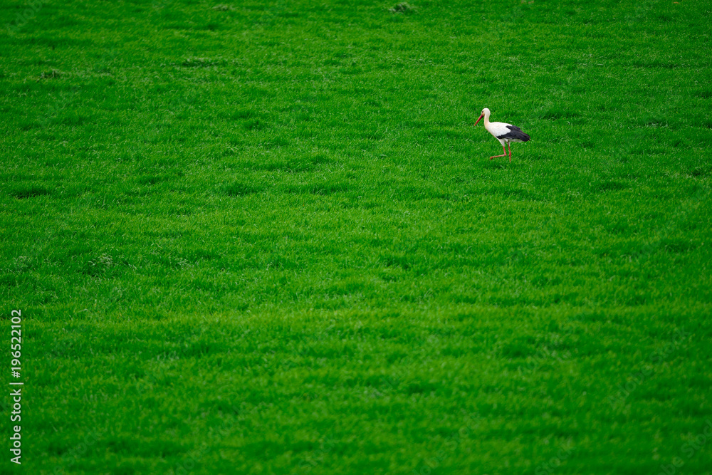 Stork looking for Lombreices to feed. Stork looking for Lombreices to feed.