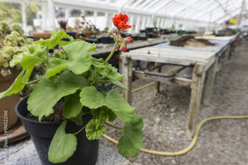 Close-up of geranium in the greenhouse