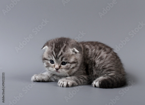 Small scottish fold kitten © elen_studio