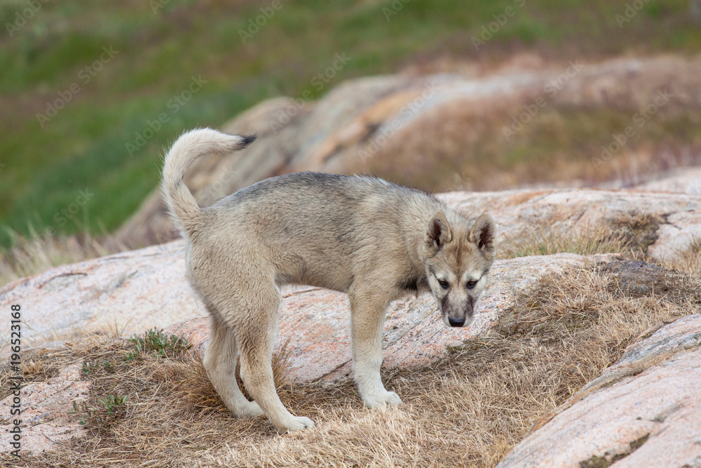 Fototapeta premium reinrassige Grönlandhunde oder Husky aus Grönland/ Sisimiut