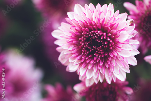 Colorful flowers chrysanthemum made with gradient for background Abstract texture Soft and Blurred style.postcard.