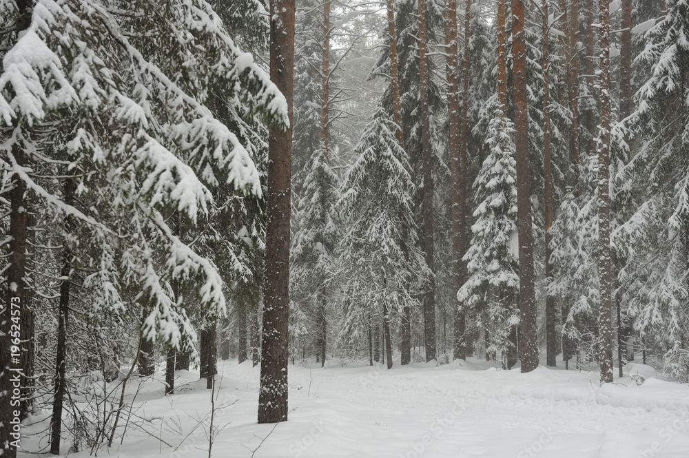 Fototapeta premium Snowfall in the taiga forest