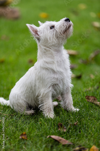 Purebred adult West Highland White Terrier dog