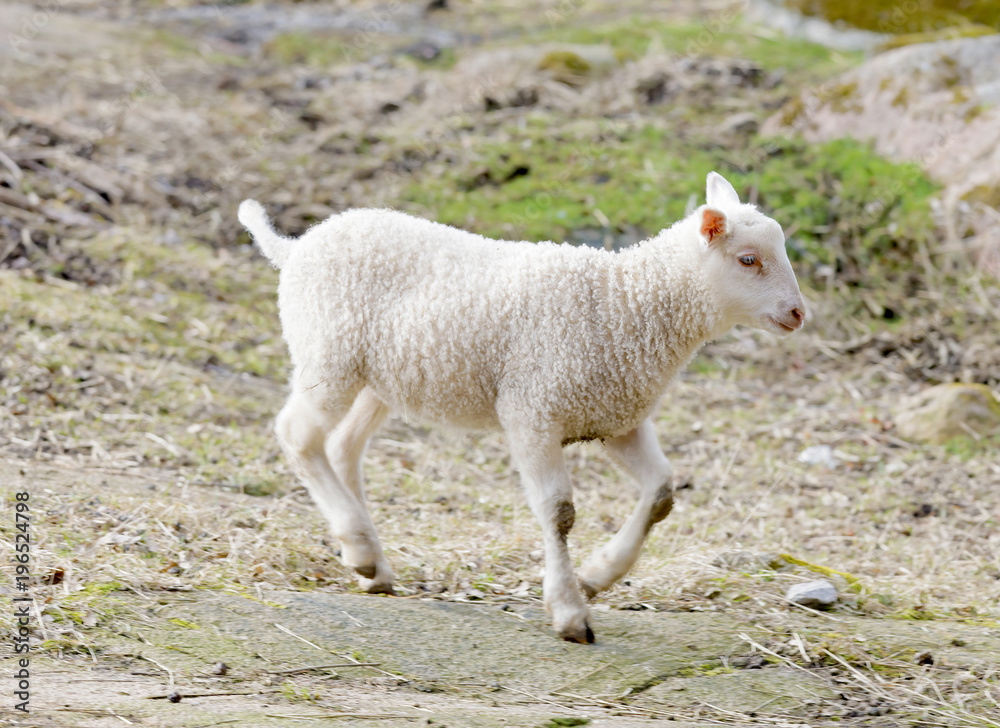 Obraz premium Cute white lamb eating walking in the pasture