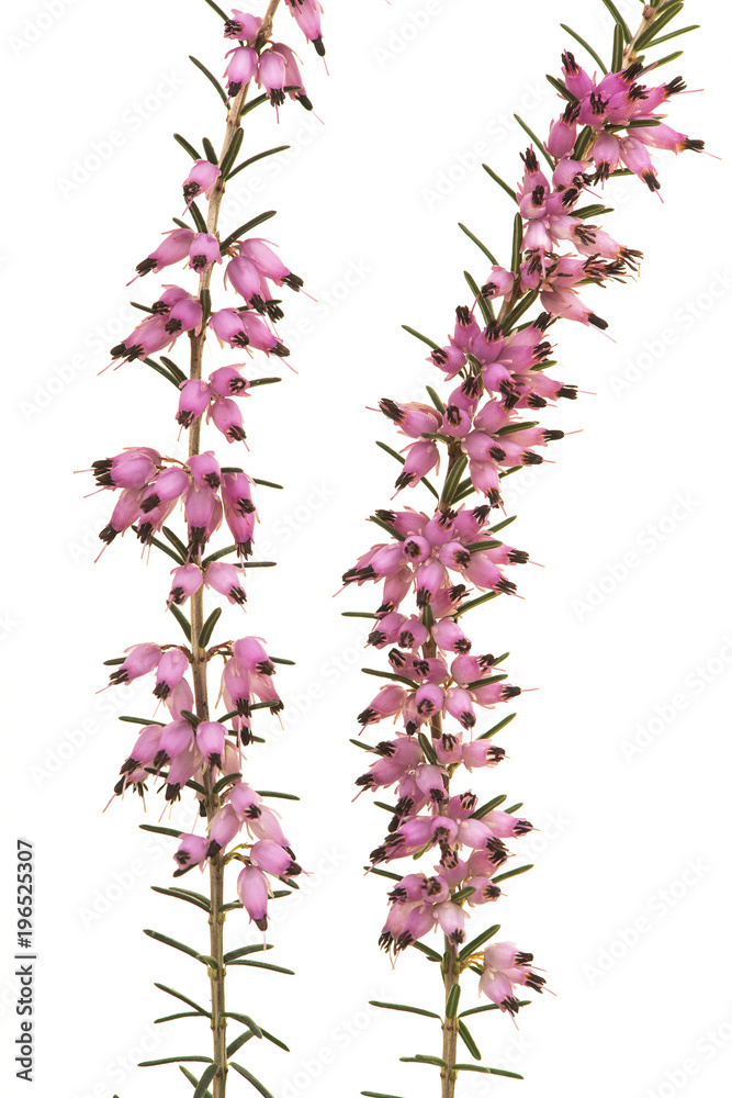 Close up of wo heather branches blooming with pink flowers isolated on a white background