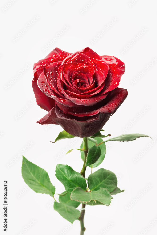 Beautiful fresh red rose, isolated on white background Beautiful fresh red rose, isolated on white background