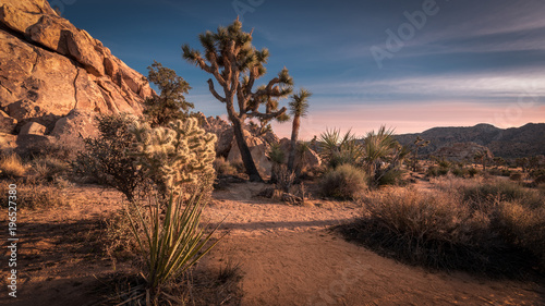 Sunset on the desert landscape in Joshua Tree National Park, California photo