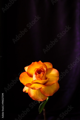Fototapeta Naklejka Na Ścianę i Meble -  Yellow and orange rose on black