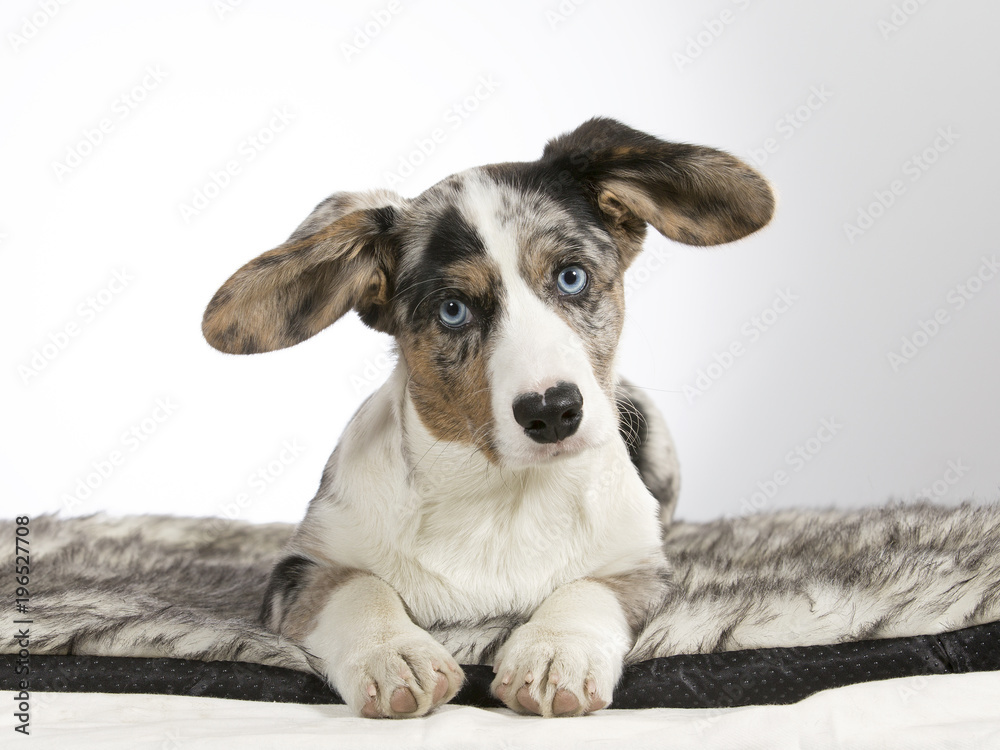 Welsh corgi cardigan puppy portrait. Image taken in a studio with white background. Funny and cute dog with big ears and blue eyes.