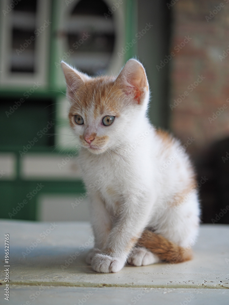 little kitten in the courtyard of the village house little kitten in the courtyard of the village house