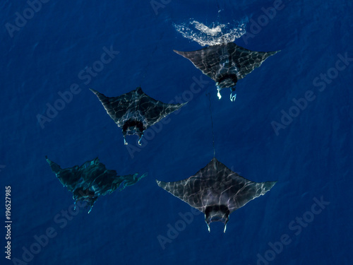 Mobula Rays seen from the air swimming, Nopapu, Vava, Tonga photo