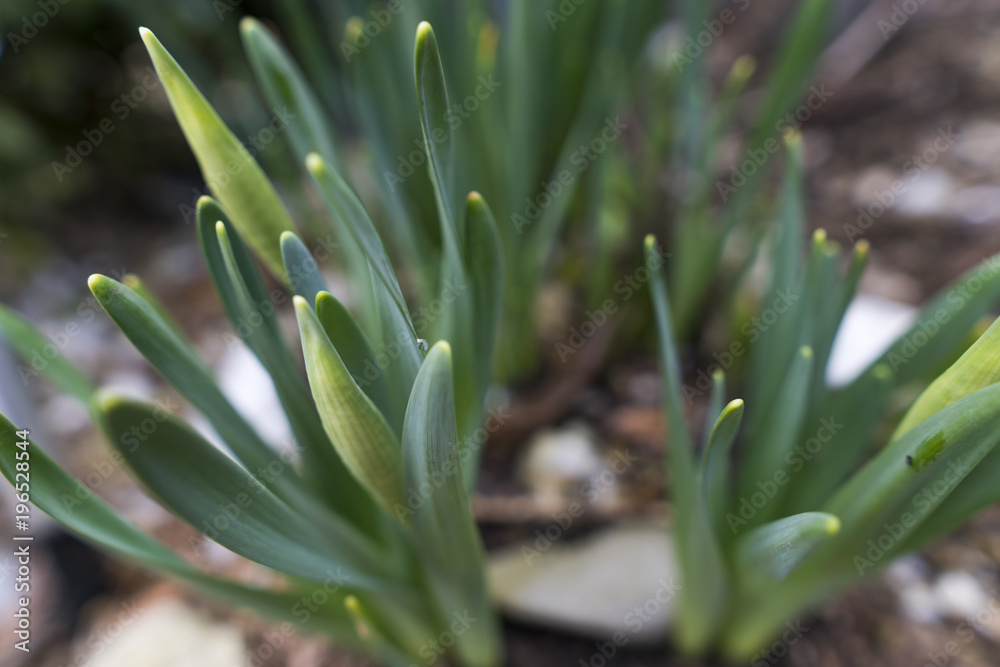 Obraz premium Narzissen Knospen