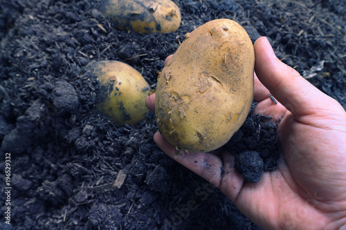 Fresh organic potato carry on famer's hand. photo