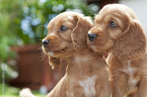 Cocker Spaniel Welpen