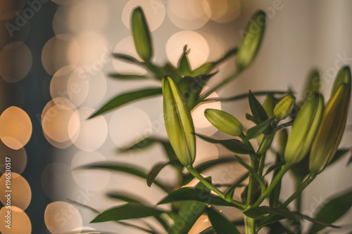 Lilium plant asian lily flowers with bokeh