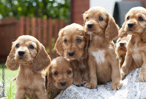 Cocker Spaniel Welpen