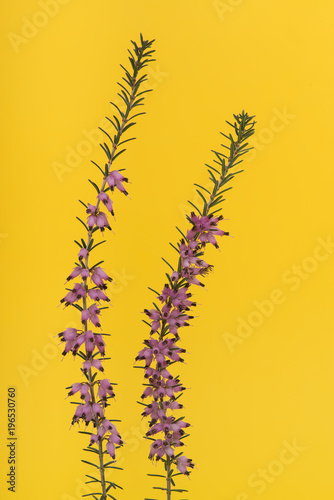 Two heather branches blooming with pink flowers on a yellow background