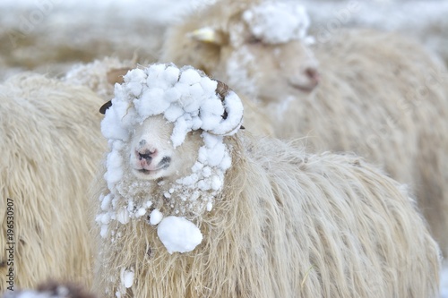 A sheep looks into the camera on a winter day
