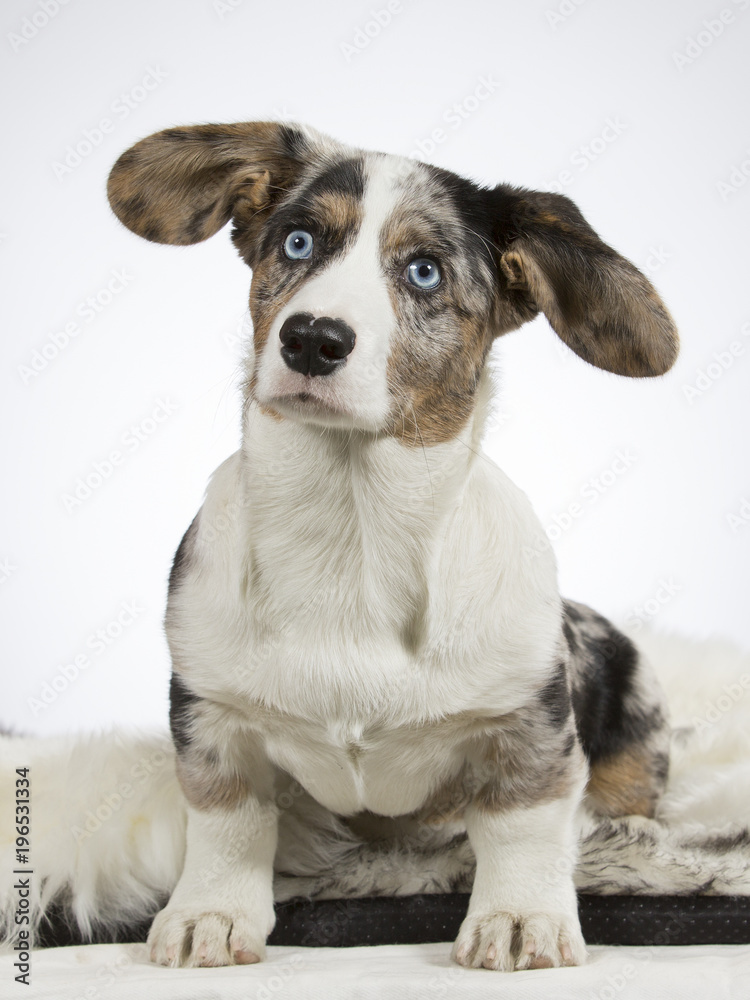 Cute little welsh corgi cardigan puppy. Image taken in a studio with white background