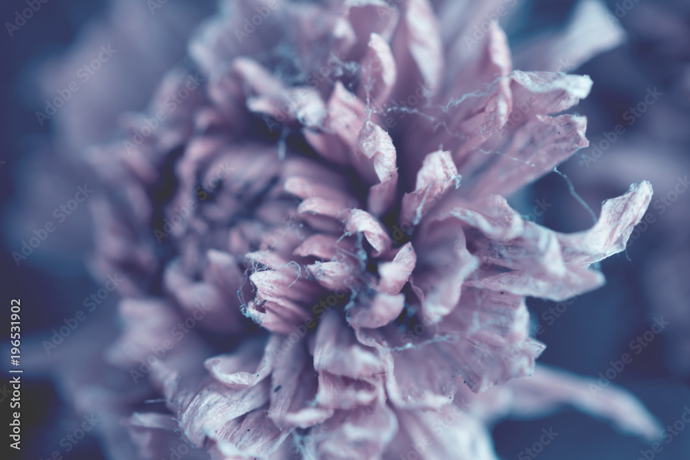 Naklejka premium Colorful flowers made with gradient for background,Abstract,texture,Soft and Blurred style.postcard.