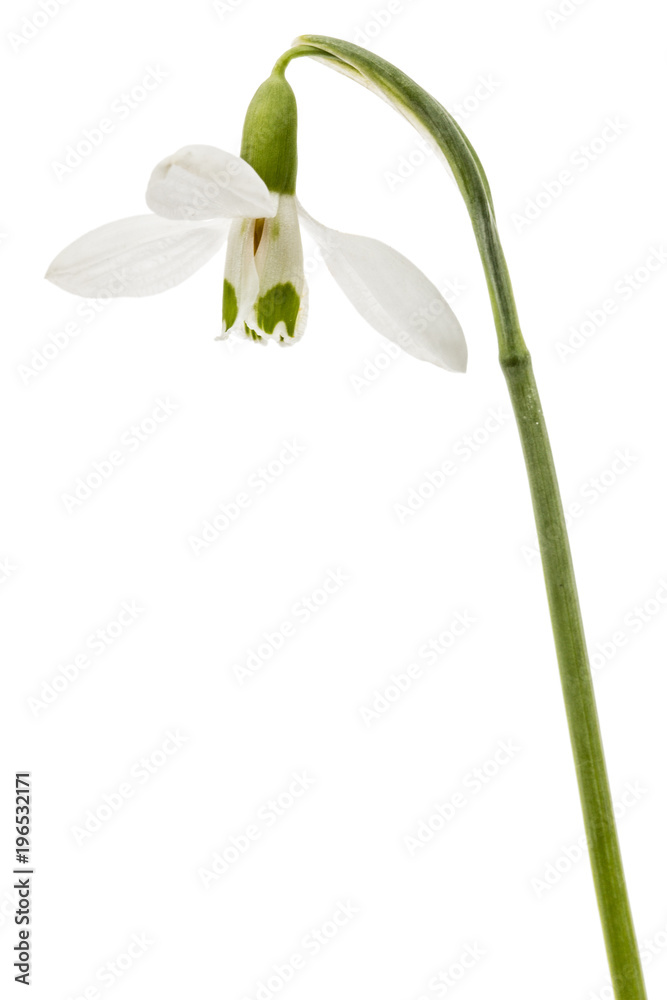 Flower of snowdrop isolated on white background Flower of snowdrop isolated on white background