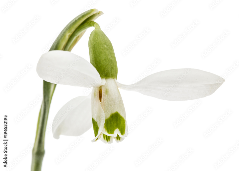 Flower of snowdrop isolated on white background