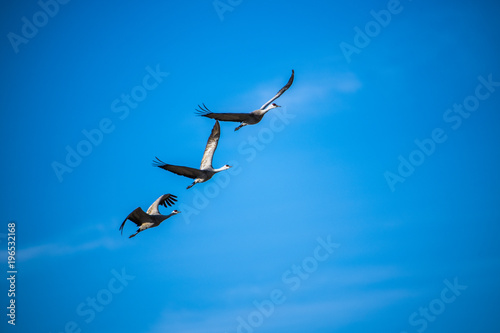 Sandhill Flight photo