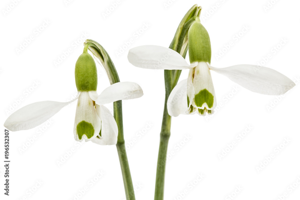 Two flower of snowdrop isolated on white background Two flower of snowdrop isolated on white background