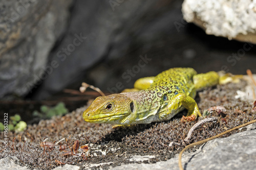 Perleidechse (Timon lepidus) - Ocellated lizard photo