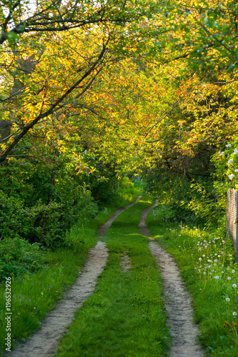 dirt road in the garden in the spring
