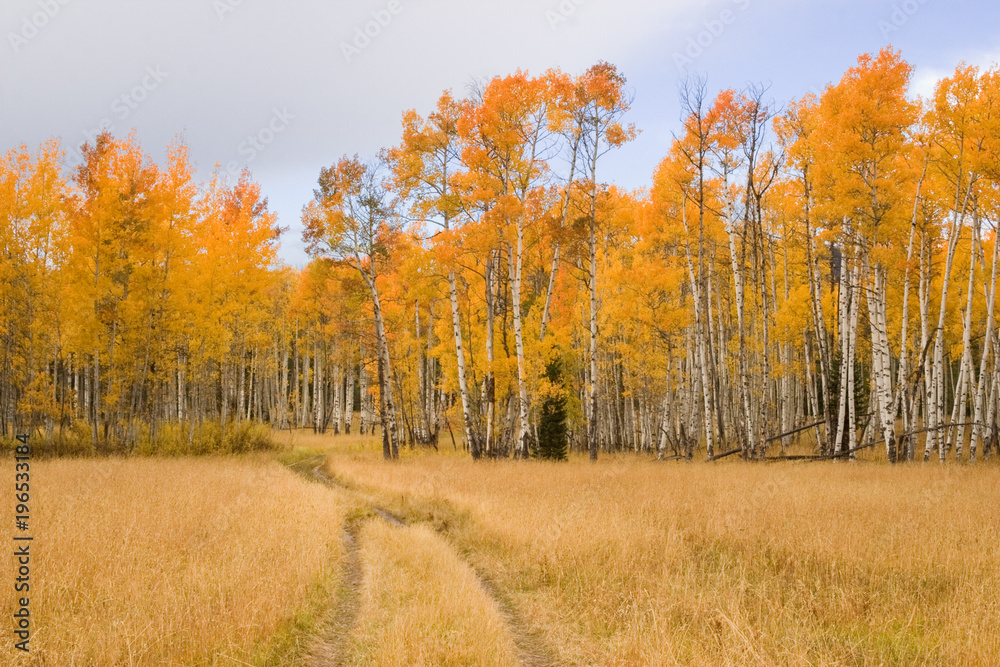 Naklejka premium Country Road And Aspen Trees
