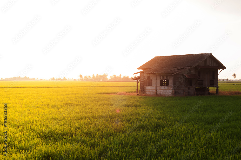 Amazing sunrise view of a large paddy field with an abandoned house.Background and nature concept.