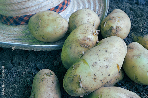 Fresh organic potatoes and farmer's hat on soil. photo